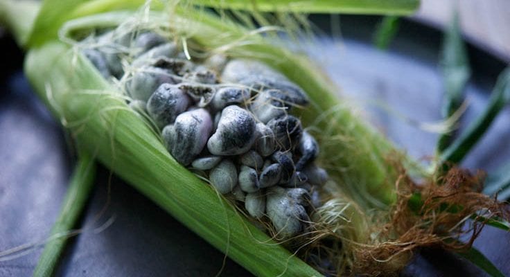 huitlacoche