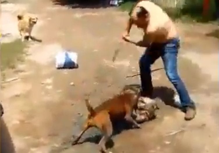 macheteó a un pitbull