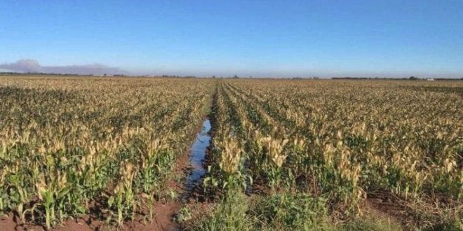 campesinos afectados por siniestros