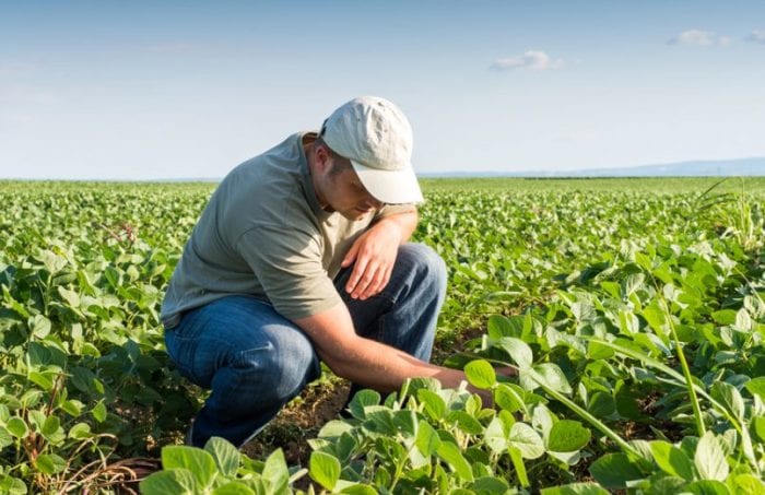 Ingeniero Agrónomo