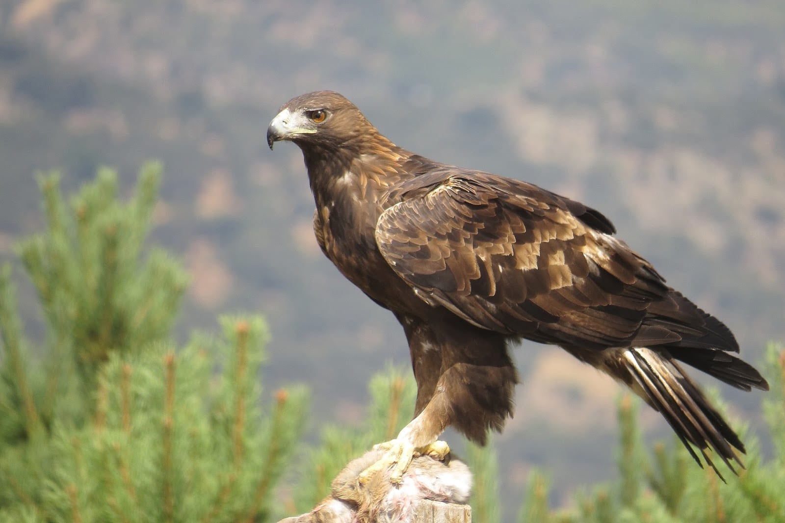 Águila Real en SLP