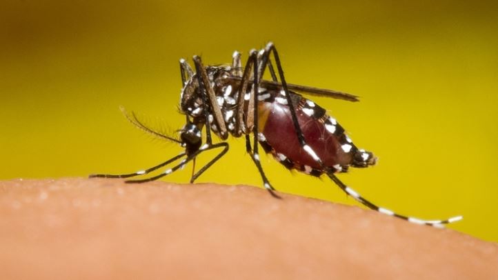 dengue