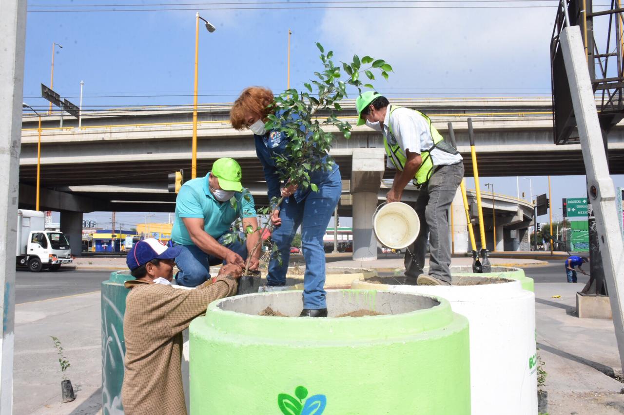 campaña de reforestación